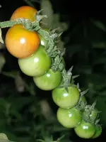 tomato_rubin_pearl_f1_2.webp