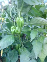 DSC01191.webp