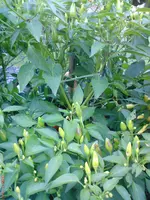 DSC01192.webp