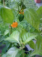 DSC01193.webp