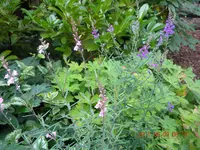 DSCN0684.webp