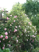 DSC08411.webp