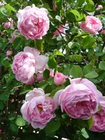 DSC08415.webp