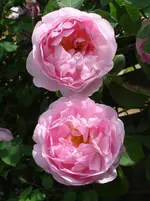 DSC08420.webp