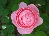 DSC08422.webp