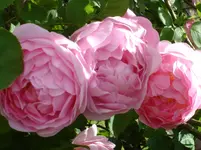 DSC08425.webp