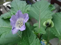 CIMG9034.webp