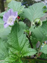 CIMG9035.webp