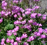 oxalis articulata.webp