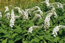 weisser felberisch.webp