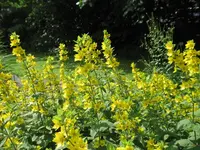 gelber felberisch.webp