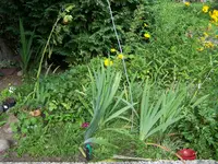 100_5240.webp