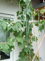 SL270700.webp