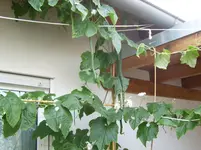 SL270696.webp