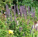 Agastache Blue Fortune_kleiner.webp