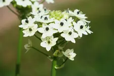 Milchstern2_kleiner.webp