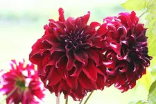 salatkopfgroße Tarzandahlienblüten_kleiner.webp
