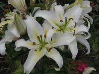 IMG_6638_1067x800.webp
