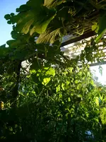 P1120011.webp