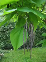 IMG_4499.webp