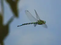 L4_kleiner.webp