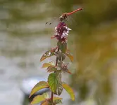 Libelle3_kleiner.webp