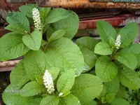 IMAG0334.webp