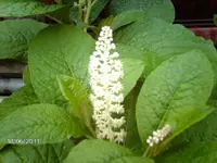 IMAG0335.webp