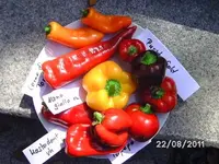 BILD0195.webp