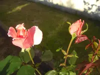 CIMG1253.webp