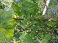 CIMG2893 (Klein).webp