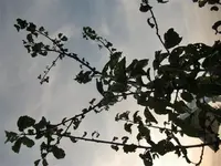 CIMG2894 (Klein).webp