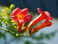 Galen2_kleiner.webp