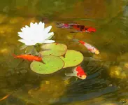 junge Sara und Shubis an Seerose2_kleiner.webp