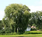 70 Jahre alte Trauerweide2_kleiner.webp