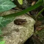 Detail_0036.webp