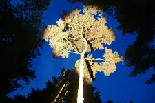 Baum_DSC03653.webp