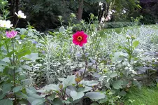 100_0442.webp