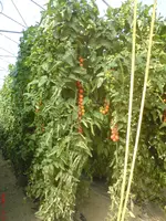 DSC01224.webp