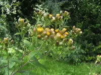 BILD0899.webp