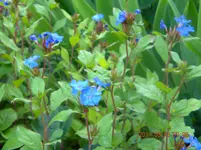 DSCN0761.webp
