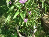 k-DSCF0103.webp