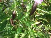 k-DSCF0104.webp