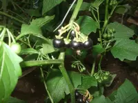 k-DSCF0115.webp