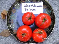BILD0196.webp