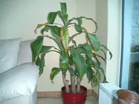 CIMG4788.webp