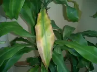 CIMG4789.webp