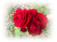 Lilli.webp