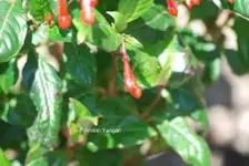 DSC_0309.webp