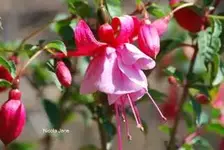 DSC_0311.webp